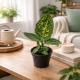 thumbnail image 3 of Dieffenbachia Reflector Live Plant for Indoor | Different Houseplants in 4'' & 6'' Pot | Real House Plant for Living Room, Office, Desk & Bathroom | Dumb Cane Reflector, 3 of 6