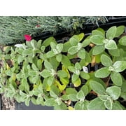 3 Stachys 'Helen Von Stein' Lamb's Ear- One Plant Per 3.5" Pot