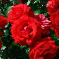thumbnail image 2 of Brighter Blooms - The Grand Champion™ Rose Shrub, 3 gal - No Shipping to AK, AZ, HI, 2 of 3