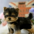 thumbnail image 4 of Jouet de Simulation de Chien Yorkie Réaliste Chien Chiot Animal de Compagnie en Peluche Réaliste, 4 of 8
