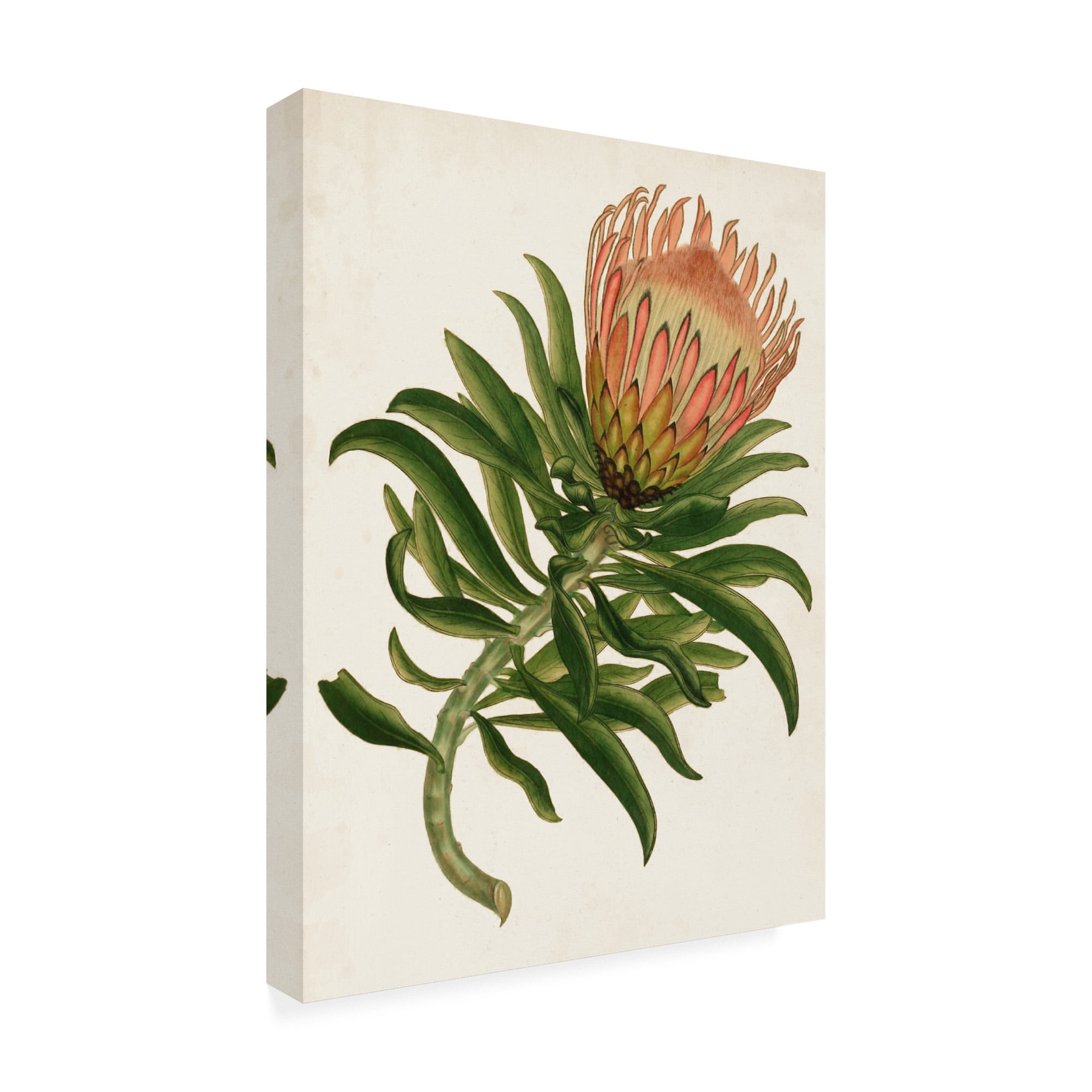 Trademark Fine Art 'Antique Protea IV' Canvas Art by Unknown