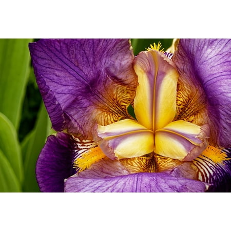 - Peel-n-Stick Poster of Nature Blossom Plant Blue Bloom Flower Iris Poster 24x16 Adhesive Sticker Poster Print