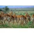thumbnail image 2 of Fitzharris, Tim 32x23 White Modern Wood Framed Museum Art Print Titled - Impala Herd Kenya, 2 of 4