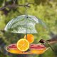 thumbnail image 2 of Alimentador de pájaros silvestres con plataforma ajustable para frutas, semillas o gusanos de la harina, comedero de cúpula superior para semillas y pájaros azules, 2 of 4
