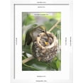 thumbnail image 3 of Anna's Hummingbird Feeds Chicks in it's Nest, Animals Framed Art Print Wall Art by Hal Beral Sold by Art.Com, 3 of 6