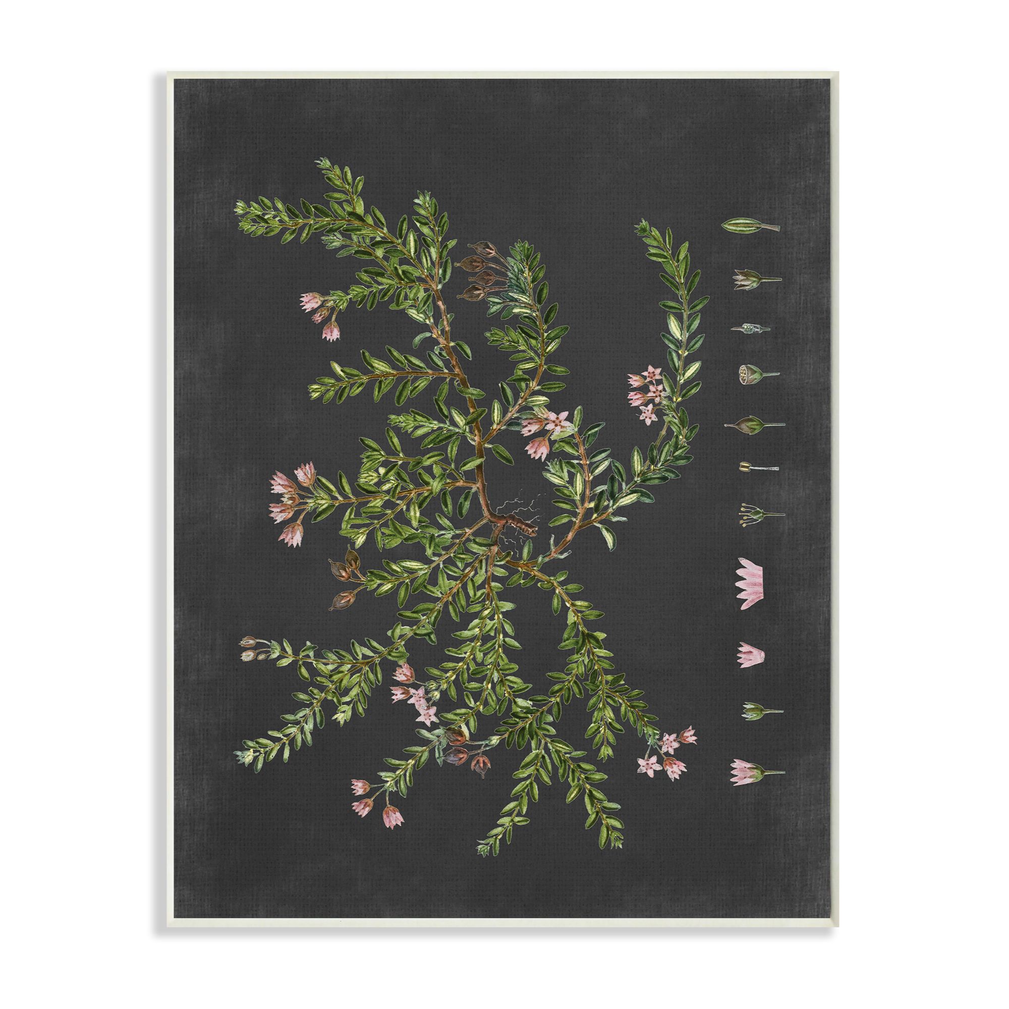 Stupell Industries Botanical Drawing Flower Pink On Black Design Wall Plaque by Lettered and Lined - image 1 of 1