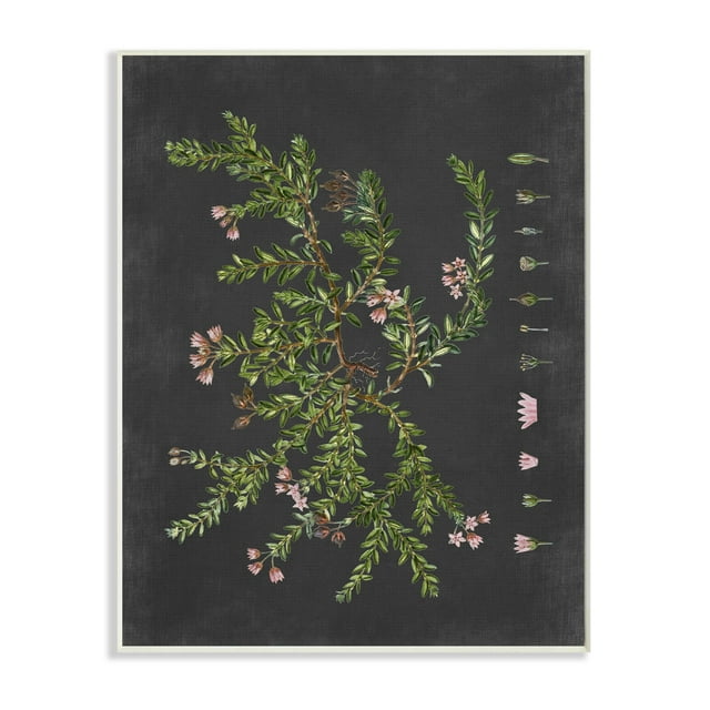 Stupell Industries Botanical Drawing Flower Pink On Black Design Wall Plaque by Lettered and Lined