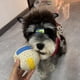 thumbnail image 2 of Pelota pequeña masticable de rugby, suave, chirriante, interactiva para cachorros, gatitos, suministros para mascotas Hugtrwg  Para estrenar, 2 of 8