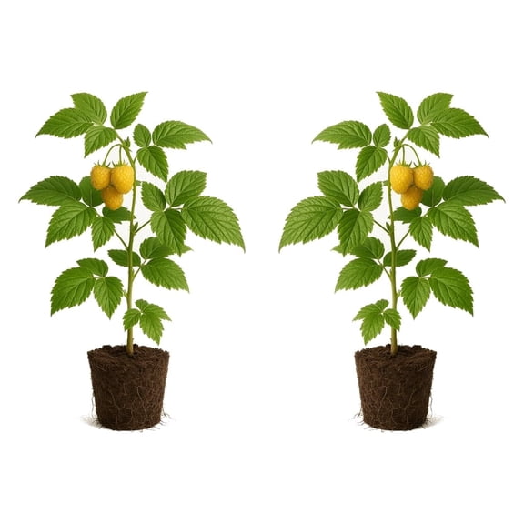 Raspberry Fall Gold Starter Plants - Set of 2, Fruiting Cane, Full Sun, USDA Zones 4-8 - Ships Bare Root, No Pot