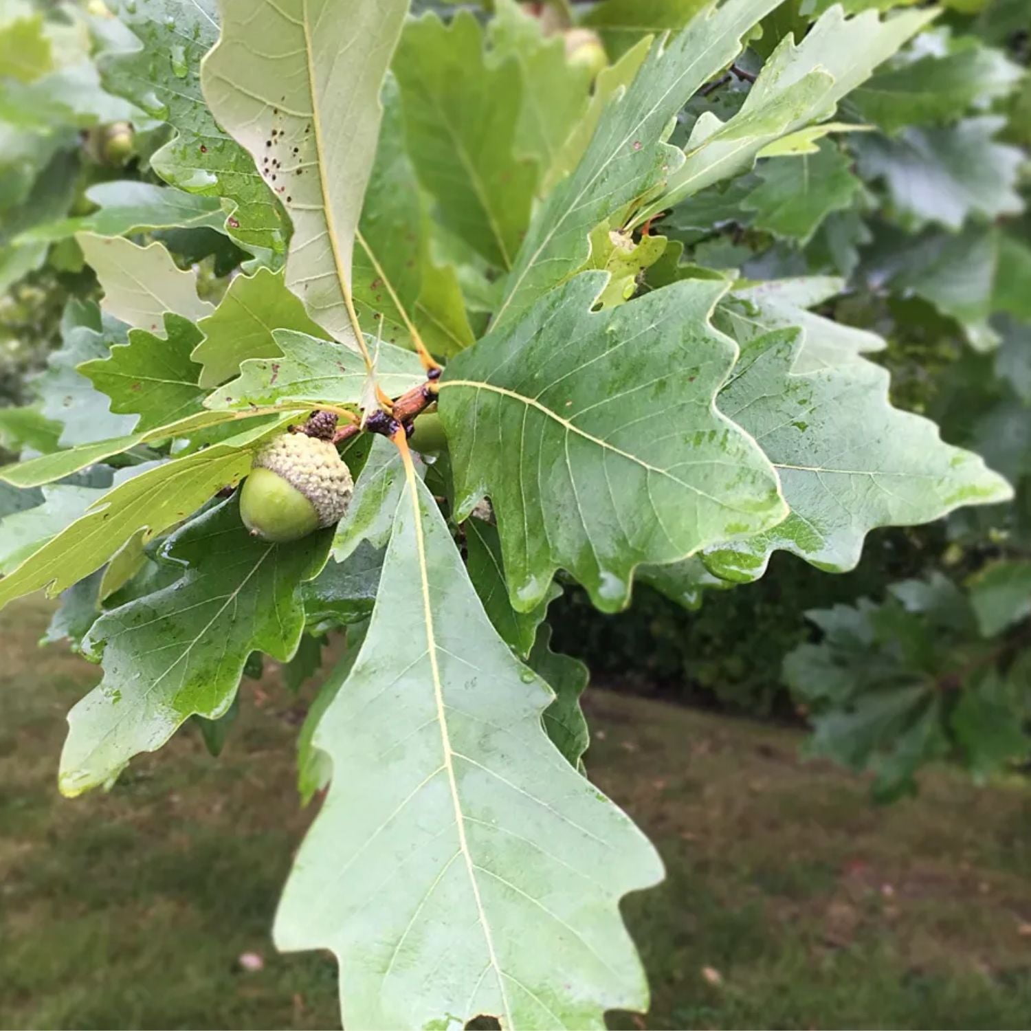 Expert Gardener 3-4' Swamp White Oak Hybrid Live Tree in 1 gal Grower Pot