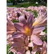 3 Bareroot Pink Spider Lily/Surprise Lily/Naked Lady Lily/Resurrection Lily/August Lily/Raidanti Squamigera