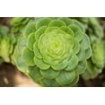 thumbnail image 2 of Berzel, Erin 18x13 White Modern Wood Framed Museum Art Print Titled - Macro Succulent III, 2 of 4