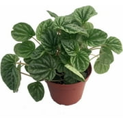 Emerald Ripple Peperomia - 4" Pot - Easy to Grow House Plant