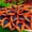 E, variant on (H-ostas)-Shade Plant for Gardens-Easy Grow-Low Maintenance-Ideal for Beds Borders, Plant Pots & Planters