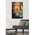 thumbnail image 3 of Tiger - Water Wall Poster, 22.375" x 34" Framed, 3 of 4