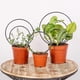 thumbnail image 1 of Premium Hoya Trellis - Unique Metal Plant Support for Climbing Plants - Set of 3 Different Sizes - Ideal for Indoor and Potted Plants, 1 of 5