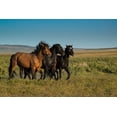 thumbnail image 2 of Garber, Howie 14x11 Black Ornate Wood Framed with Double Matting Museum Art Print Titled - Wild stallions of Onaqui Herd graze along Pony Express Byway near Dugway, 2 of 4