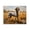 Countryside Hunting Dog, variant on Stupell Industries Rustic Lodge Bison Grazing Tall Grass Black Floating Frame Canvas Art, 21 x 17, by Nathan Larson