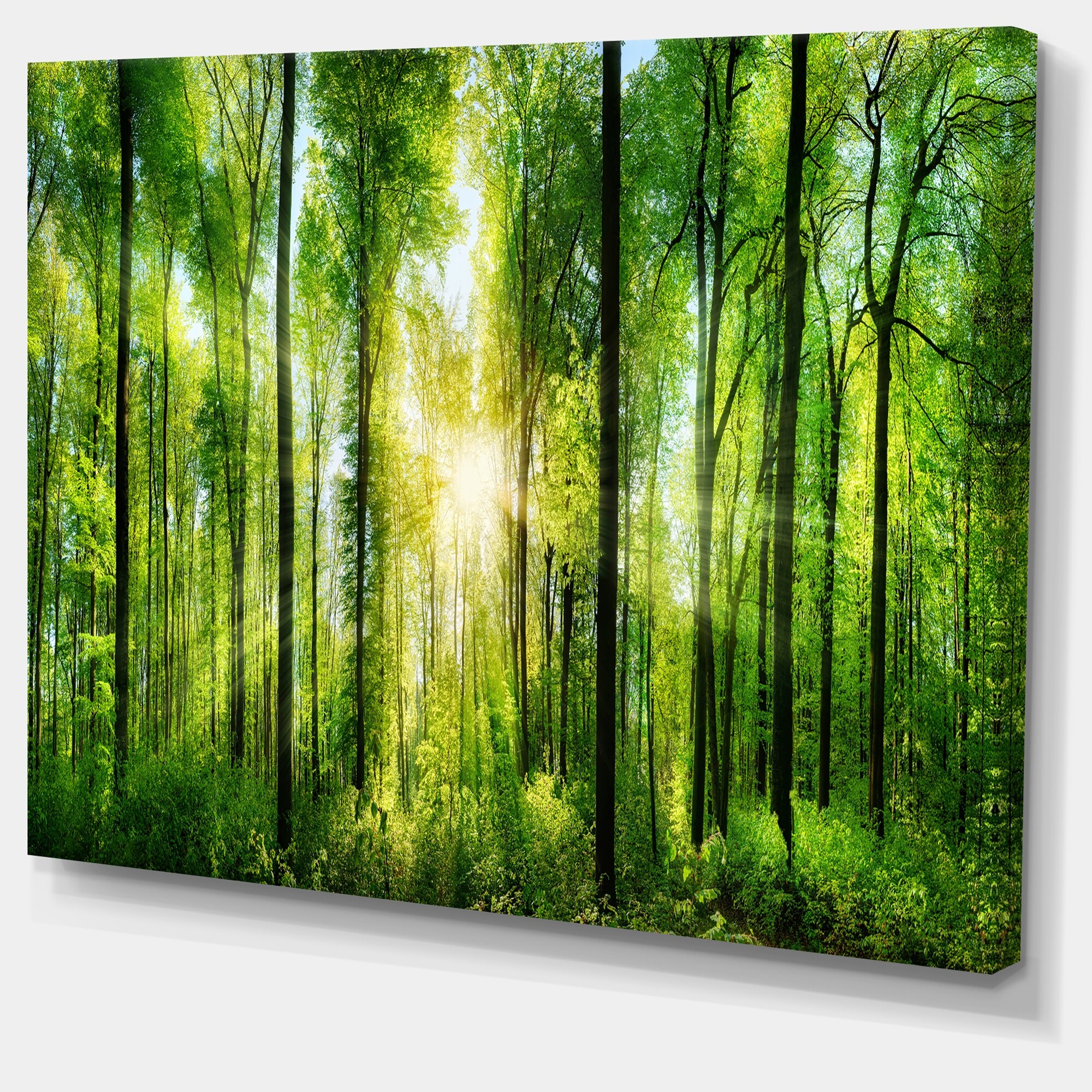 Designart 'Forest with Rays of Sun Panorama ' Landscape Art Print Canvas
