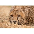 thumbnail image 2 of Jimmyz 32x23 Gold Ornate Wood Framed with Double Matting Museum Art Print Titled - Cheetah Resting, 2 of 4