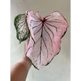 thumbnail image 6 of Blue Buddha Farm: Pink Symphony Caladium (2 Bulbs) - Easy to Grow Indoor or Outdoor Perennial Plant, 6 of 10