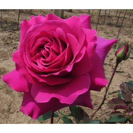 Deep Purple De Rose - Brindabella Purple Prince Shrub Rose - One of the World's Most Fragrant - 4