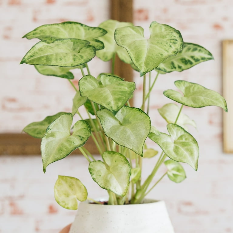 National Plant Network Syngonium White Butterfly Live Plant, 4" Pot, 3 Piece