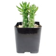 thumbnail image 4 of Eve's Needle Cactus (2"+ Clay Pot) - Austrocylindropuntia subulata - Unique Shaped Cactus, 4 of 5
