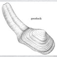 thumbnail image 3 of CafePress - Geoduck Light T Shirt - Men's Classic Graphic T-Shirt, 3 of 4