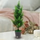 thumbnail image 2 of WDOplteas Lámpara Noche Con Enchufe USB LED Con Forma Planta (ciprés), 2 of 9