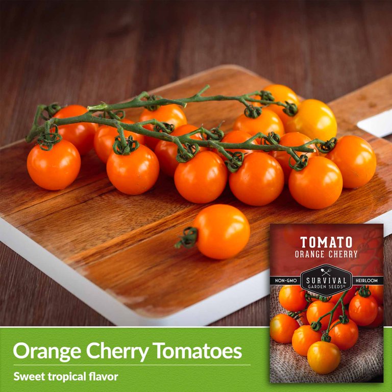 5 packs Orange Cherry Tomato Seed - Non-GMO Heirloom Annual
