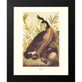 thumbnail image 2 of Audubon, John James 15x18 Black Modern Framed Museum Art Print Titled - Canada Goose (decorative border), 2 of 5