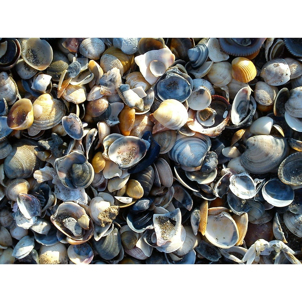 Mussel Shells Mussels Many Colorful Shells Close20 Inch By 30 Inch