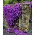 thumbnail image 2 of Moss Phlox 'Purple Beauty'  -Live Starter Plant, 2 of 3