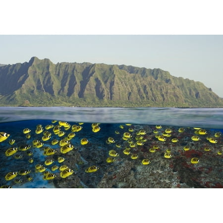 [Dc] Hawaii Oahu Split View Of A School Of Racoon Butterflyfish (Chaetodon Lunula) Along Reef And Mountain Range Canvas Art - Dave Fleetham  Design Pics (40 x (Best Split Pic App)