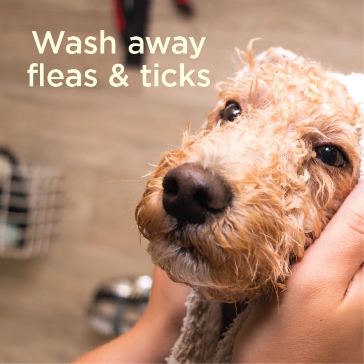 What to wash outlet dogs with for fleas