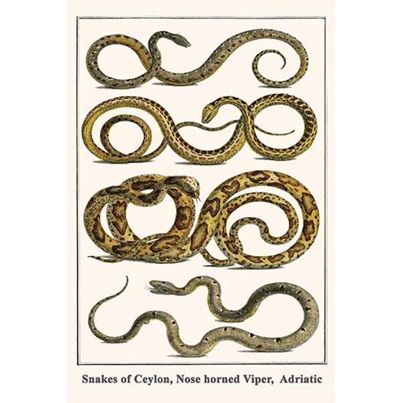 Snakes of Ceylon, Nose horned Viper, Adriatic-Fine Art Canvas Print (20" x 30")