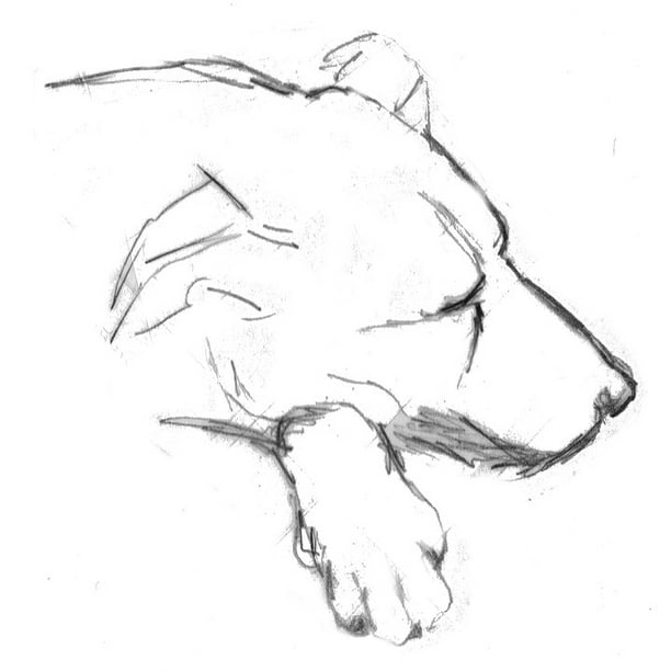 Doze Sketch Sleep Sleeping Dog Drawing Pencil Dog 20 Inch By 30 Inch Laminated Poster With Bright Colors And Vivid Imagery Fits Perfectly In Many Attractive Frames Walmart Com Walmart Com,How To Draw Anime Girl Clothes
