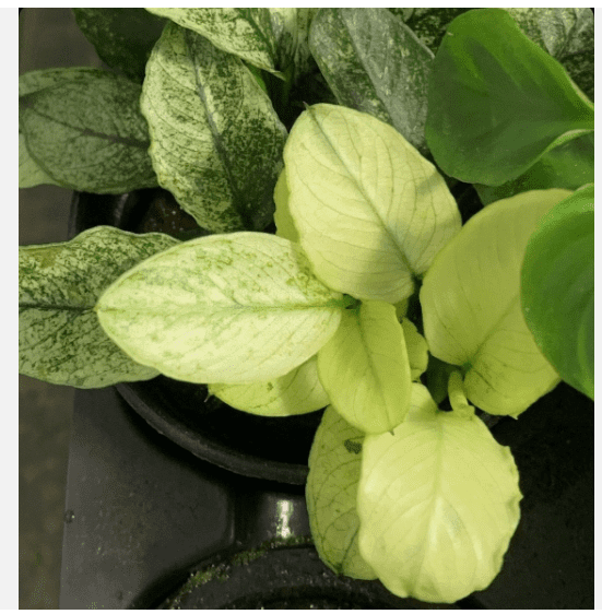 Anubias Nana Pinto (White Variegated) – Easy Live Aquarium Plant for Freshwater Tanks