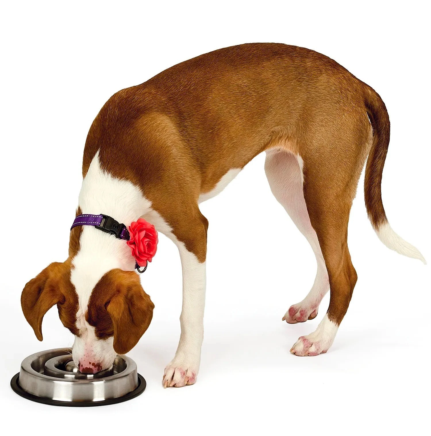 Slow Feeder Dog Bowls Heavy Stainless Steel Non Skid No Tip 10 Dish Bulk Packs (Small - 7.5" Diameter)