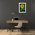 thumbnail image 3 of Hausenflock, Alan 13x18 White Modern Wood Framed Museum Art Print Titled - A Summer Flower II, 3 of 4