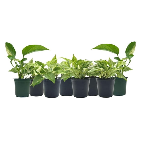 8-PK Live Marble Queen Pothos, Epipremnum aureum, Air Purifying Indoor Plant, Low Light Houseplant, Easy Care Plant, 4-inch Pot(s)