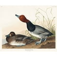 thumbnail image 2 of Audubon, John James 17x15 Black Ornate Wood Framed with Double Matting Museum Art Print Titled - Red-headed Duck, 2 of 4