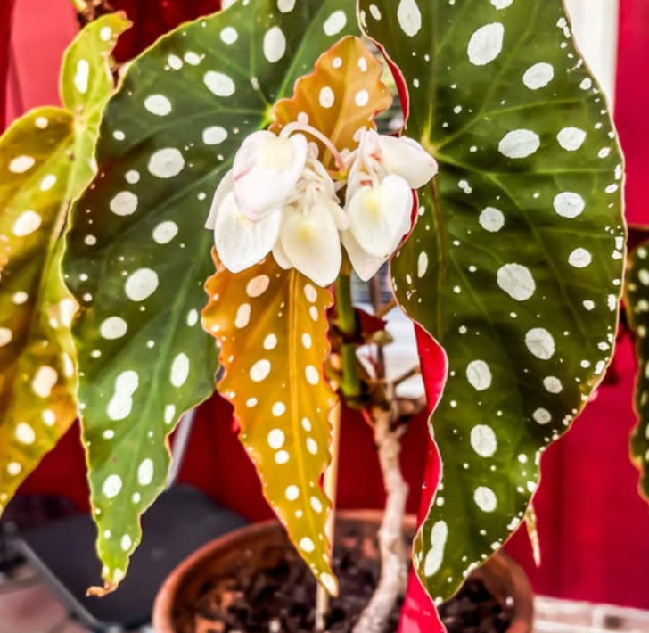 Begonia Plants Live, Rare Begonias Indoor Growing, Hanging Basket, Starter 5 to 9 Inc Tall (Maculata Angel Wing Polka Dot)