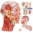 thumbnail image 1 of Modelo anatómico de cabeza media cabeza humana con cerebro extraíble, 1 of 8