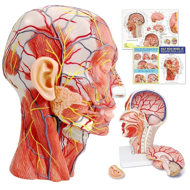 Modelo anatómico de cabeza media cabeza humana con cerebro extraíble