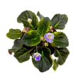 thumbnail image 3 of African Violet K's Sage Wand, 4 inch Light Purple Flower Saintpaulia Gesneriads, 3 of 4