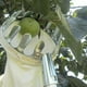thumbnail image 5 of Recolector de Frutas Zulema cesta recolectora de frutas 16cm 14cm, 5 of 8