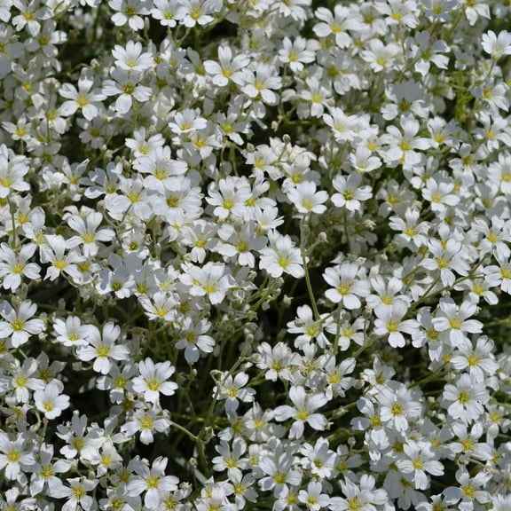 Gypsophila Seeds - White Creeping Baby's Breath Flower Seed - 10000 Seeds
