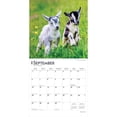 thumbnail image 4 of Baby Goats | 2026 12x24" (Hanging) Square Wall Calendar | Plastic-Free, 4 of 9